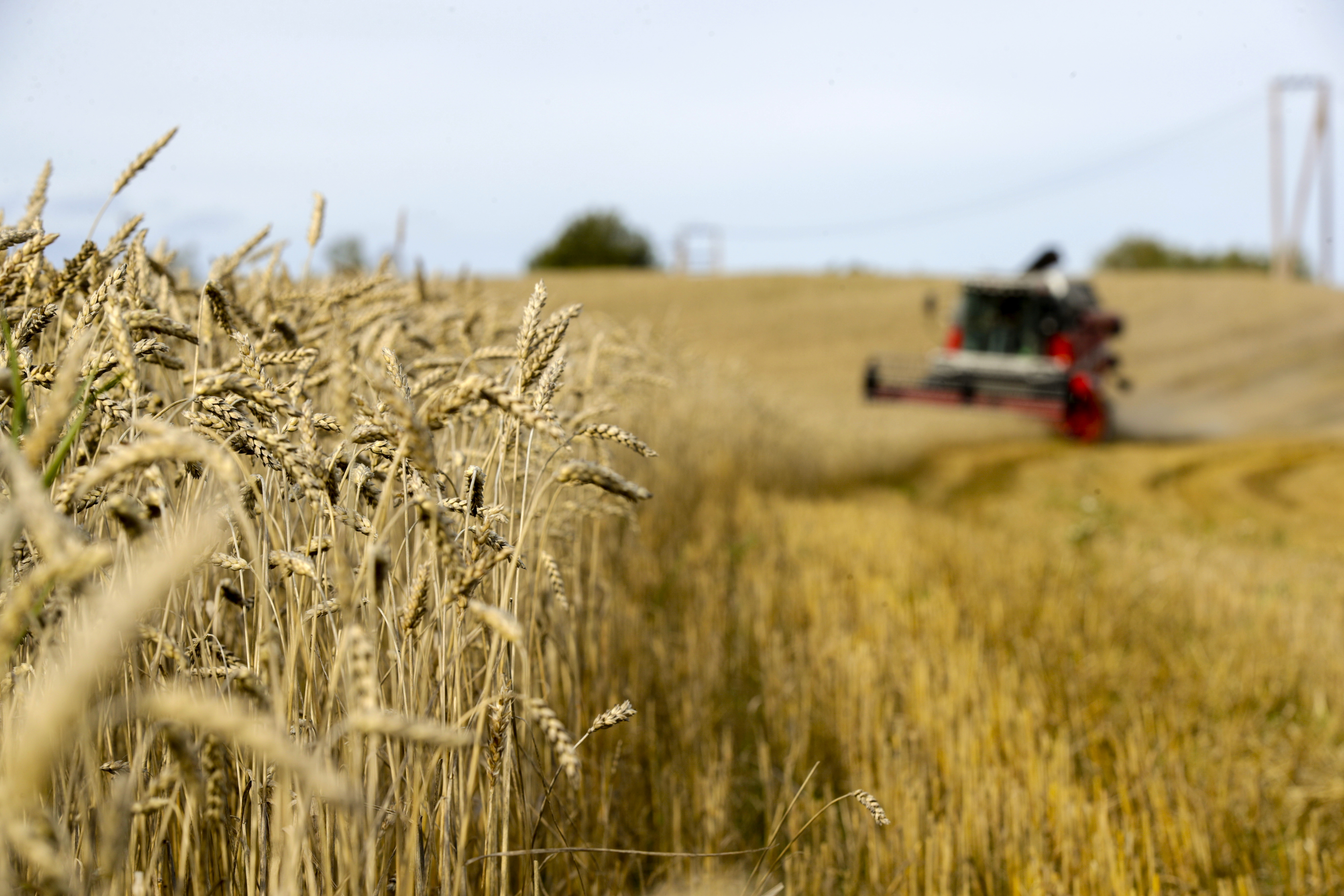Trots rekordstor spannmålsskörd väntas det ekonomiska utfallet bli magert. Arkivbild. Foto: Vidar Ruud/NTB/TT