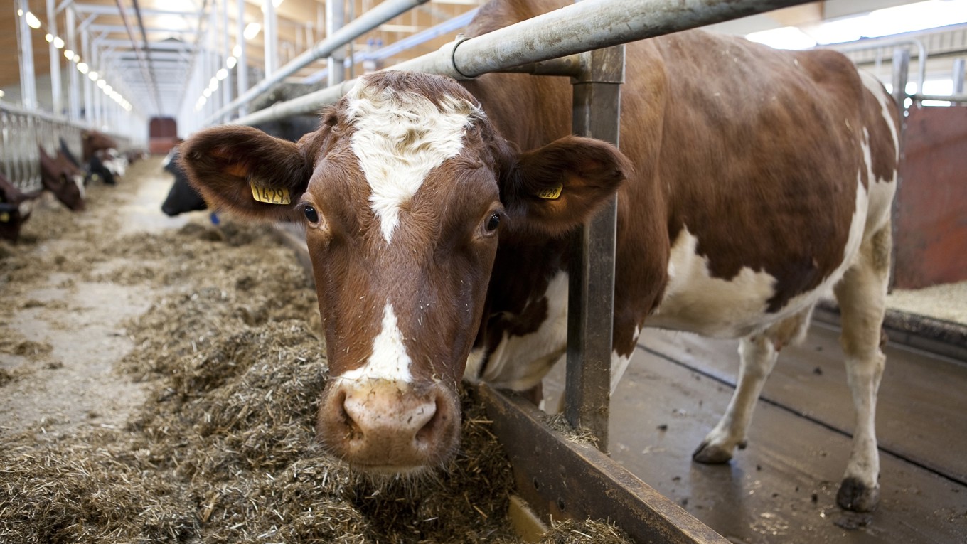 Forskare utreder om problemen med kohälsa i Danmark är kopplade till klimattillskottet bovaer. Foto: Jenny Svennås-Gillner, SLU