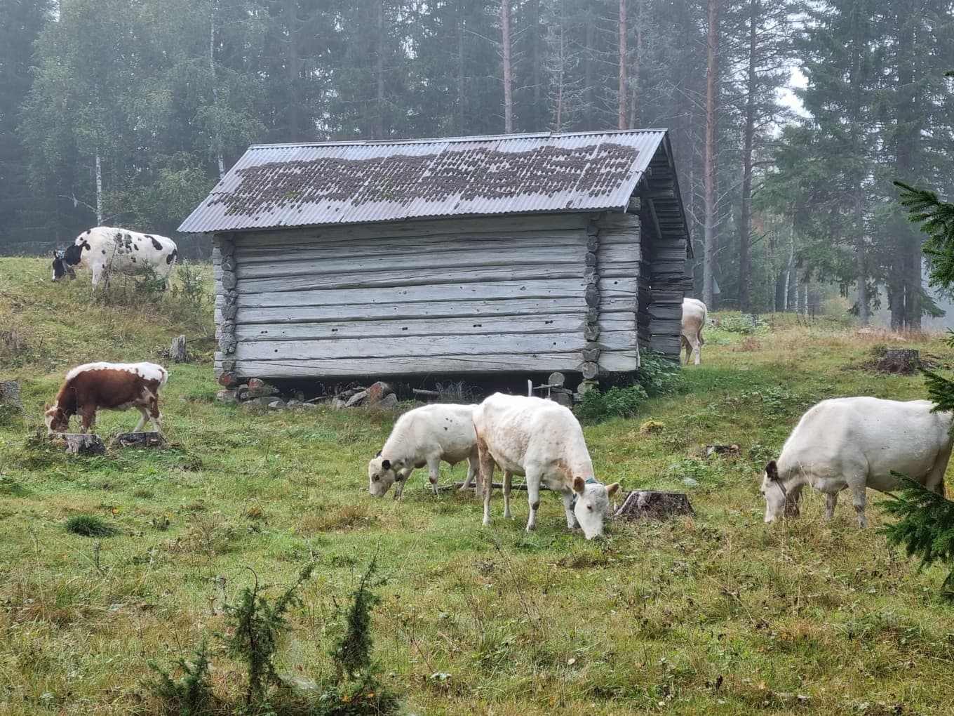 På en fäbod får korna beta fritt och man hägnar in det som ska skyddas från betandet. Foto: Täpp Lars Arnesson