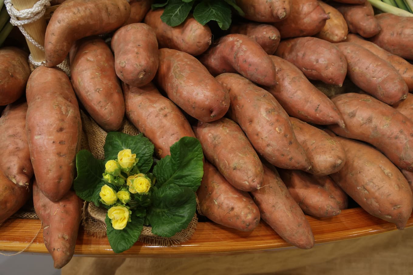 Sötpotatis har blivit populärt i Sverige och nu undersöker forskare vilka sorter som kan odlas storskaligt i det nordiska klimatet. Foto: Sean Gallup/Getty Images
