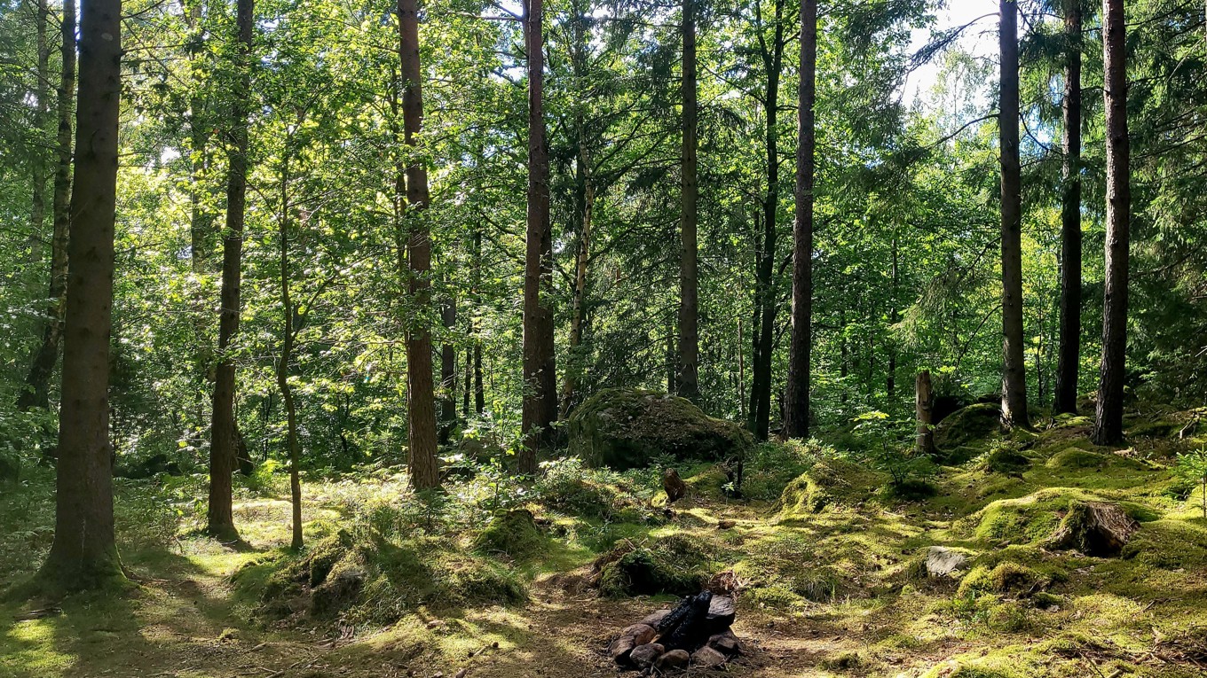 Svenska kyrkan är en av landets största skogsägare och dess strategier påverkar hela branschen. Foto: Hans Bengtsson