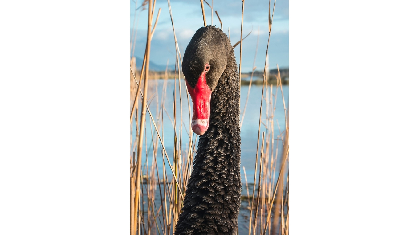 Den ”svarta svanen” – Nassim Nicholas Talebs metafor för en totalt oväntad händelse som inträffar trots att den i teorin ansetts omöjlig. Foto: Steven Giles/Shutterstock