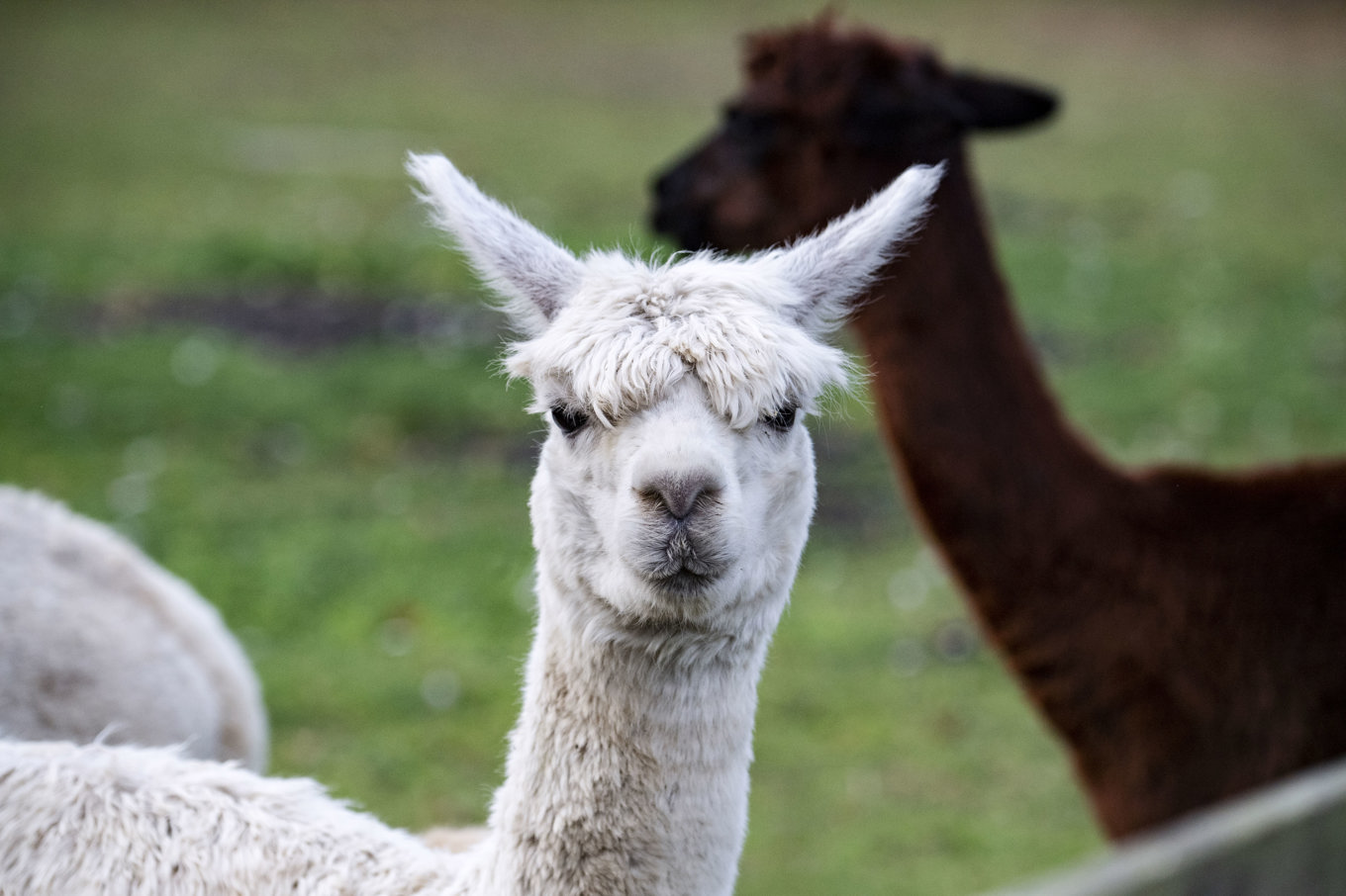 Tre alpackor har dödats av varg i Västra Götaland. Alpackorna på bilden har inget med texten att göra. Arkivbild. Foto: Johan Nilsson/TT
