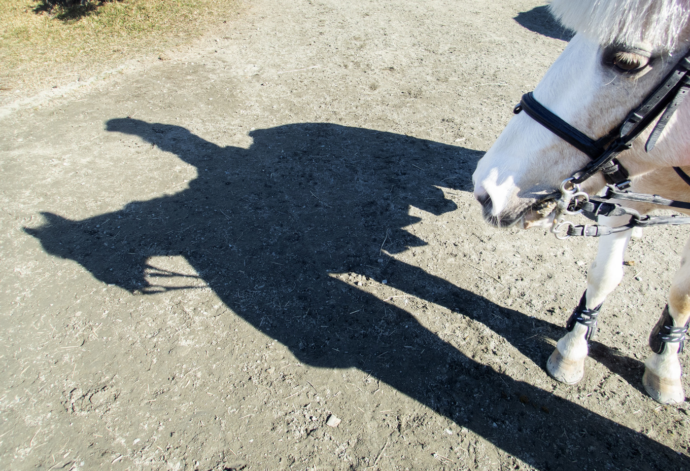 På bara några veckor har över 20 stall drabbats av sadelstölder. Arkivbild. Foto: Gorm Kallestad/NTB/TT