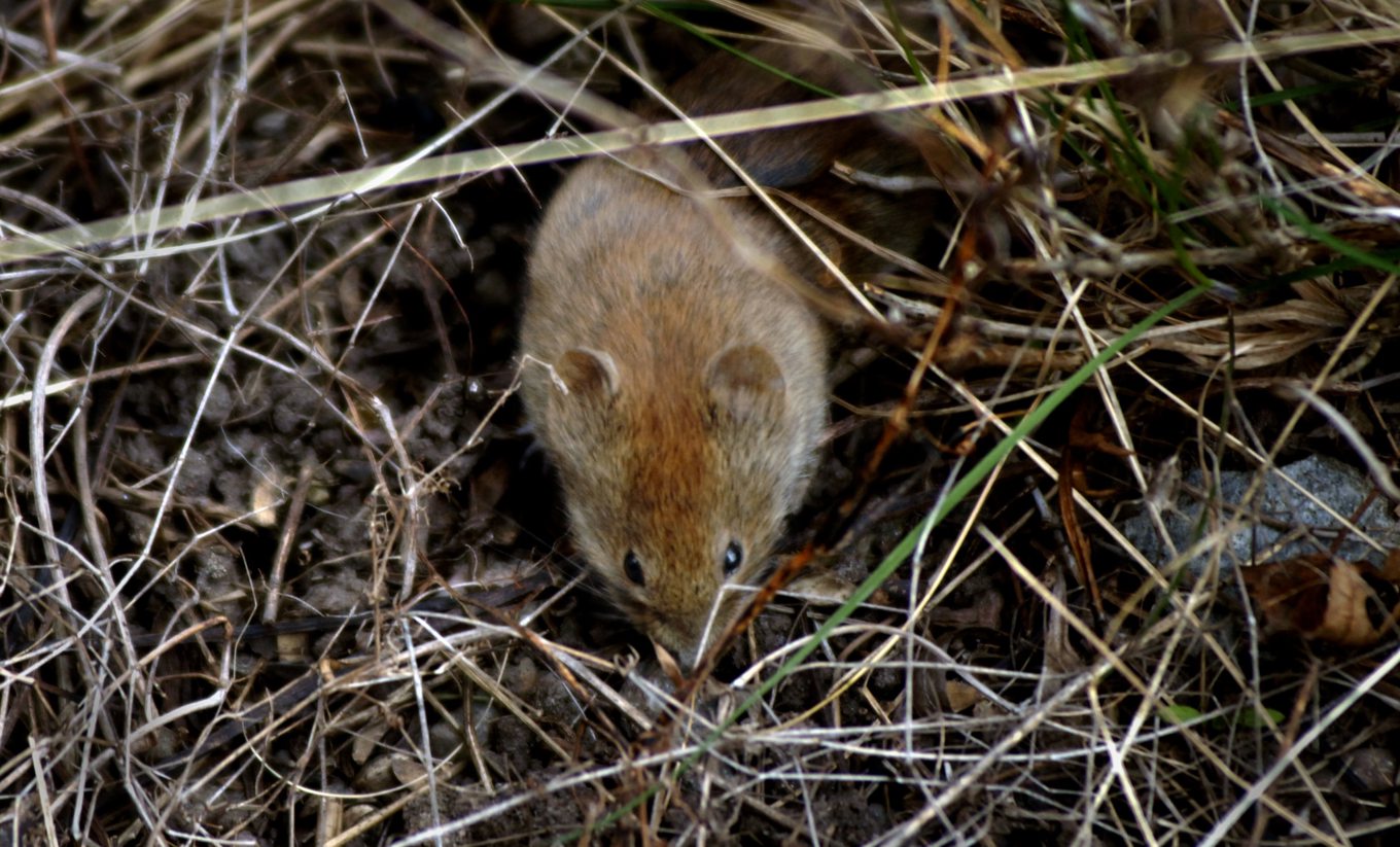 För 17 år sedan skedde det senaste stora utbrottet av sorkfeber, då fler än 2 000 personer drabbades. I år kan det vara dags igen. Arkivbild. Foto: Hasse Holmberg/TT