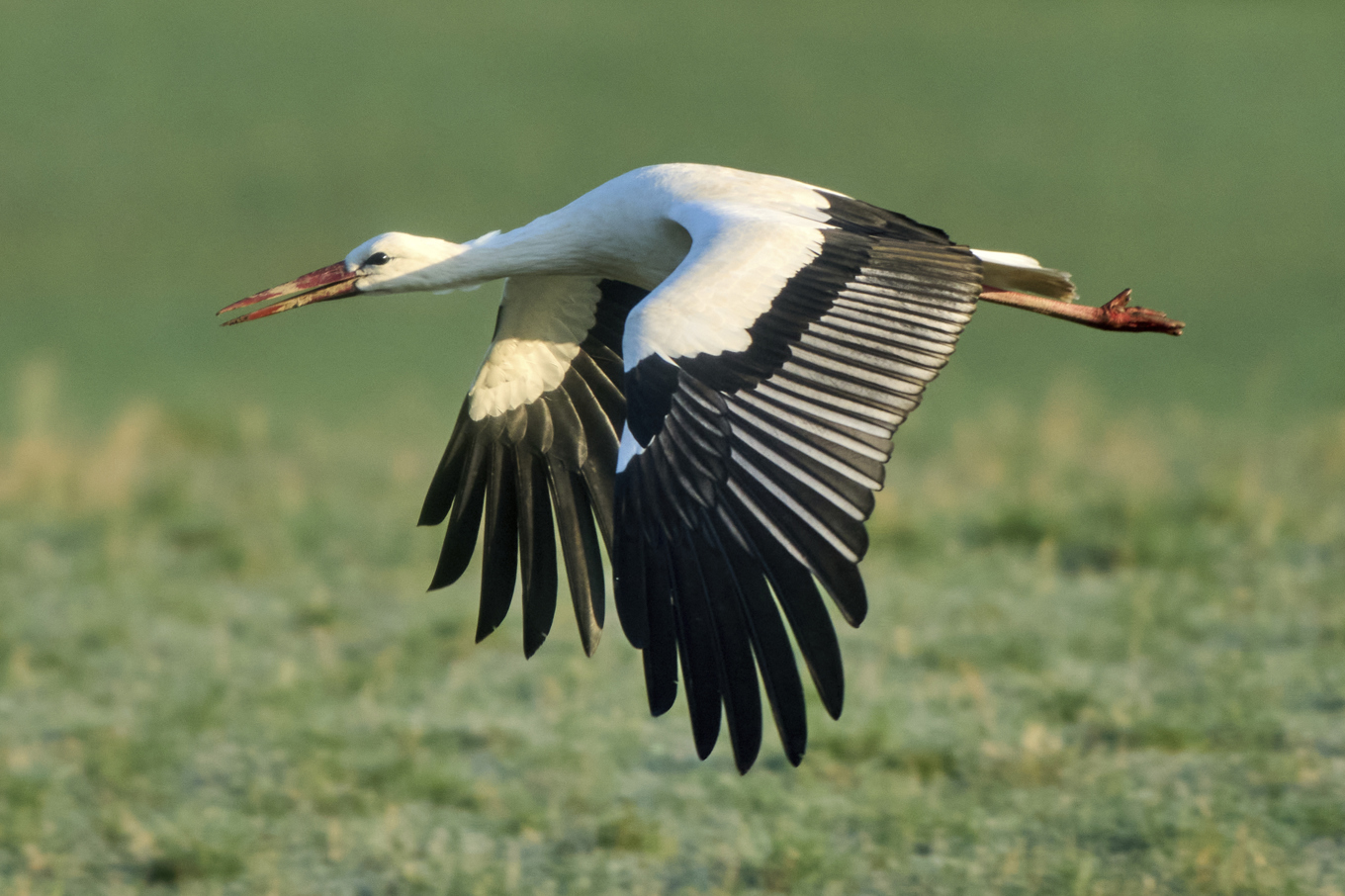 Hundratals storkar har dött i fågelinfluensa i Spanien. Arkivbild. Foto: Michael Probst/AP/TT