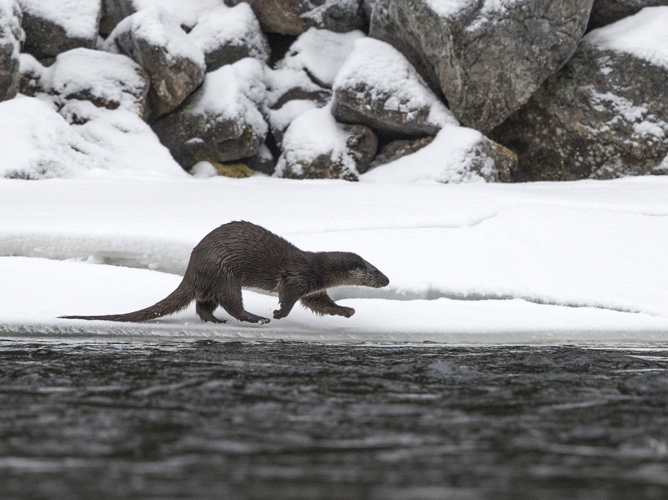 Åtgärder som påbörjades på 1960- och 70-talet har lett till att uttern nu kan klassas som livskraftig i Sverige. Foto: Tomas Carlberg/SLU/TT