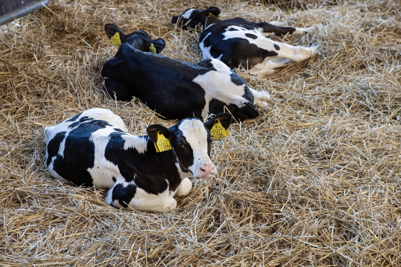 Två kalvar har konstaterats vara smittade av blåtunga. Arkivbild. Foto: Anna Hållams /TT