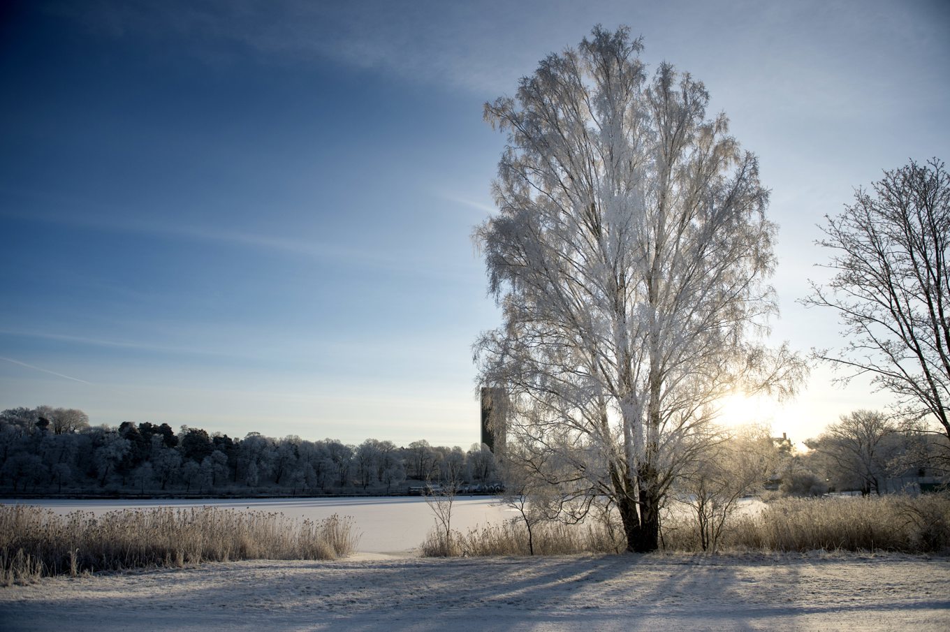 Kallt och sol i nästan hela landet på julafton. Arkivbild. Foto: Pontus Lundahl/TT