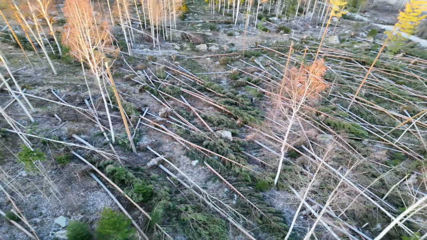 Stora mängder träd föll under stormen Johannes. Bilden är tagen i Kilafors i Hälsingland. Foto: Ellevio/TT