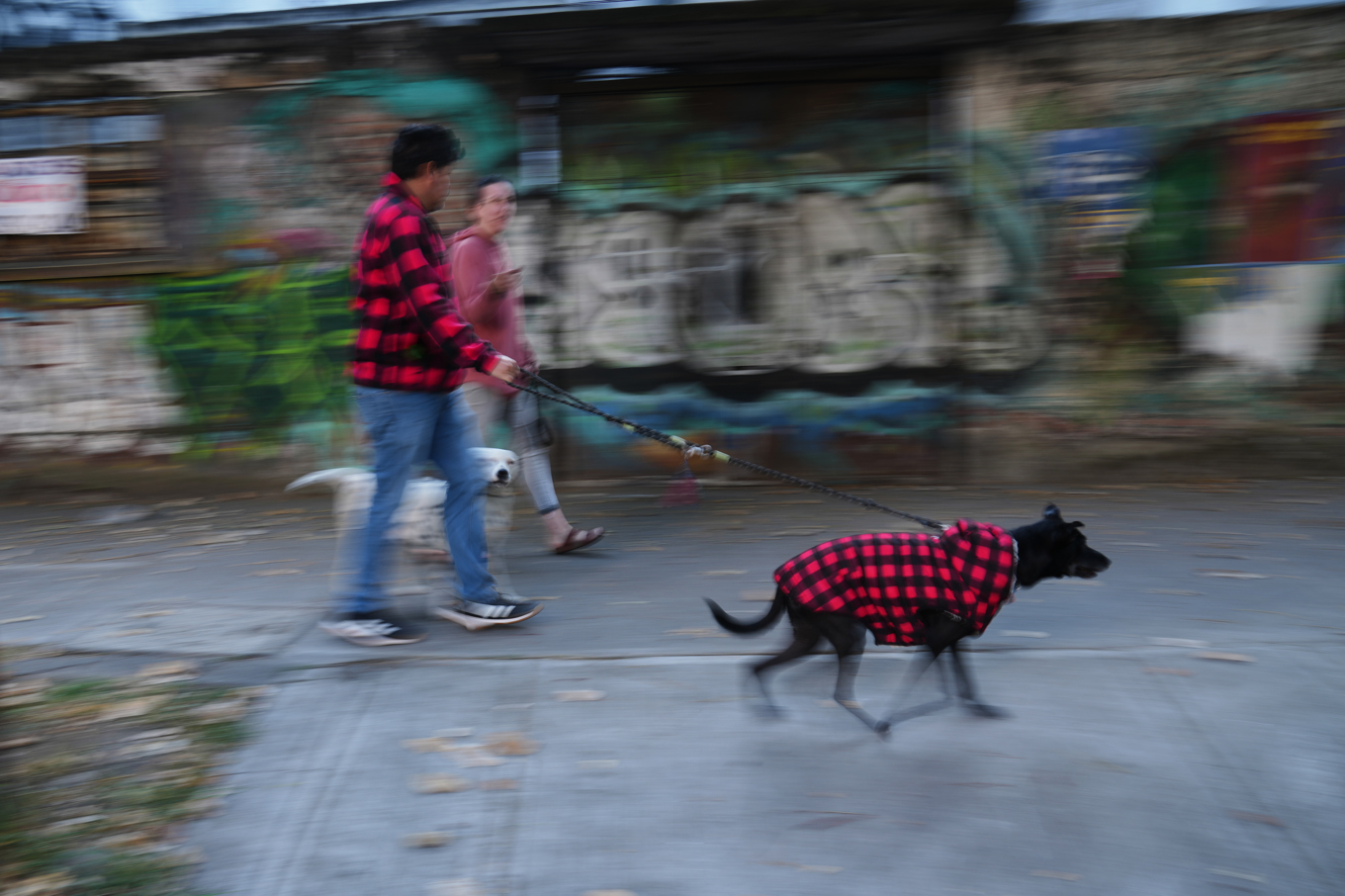 Två personer i Mexico City som tillsammans med sin hund lämnat sin bostad under fredagens skalv. Foto: Marco Ugarte/AP/TT