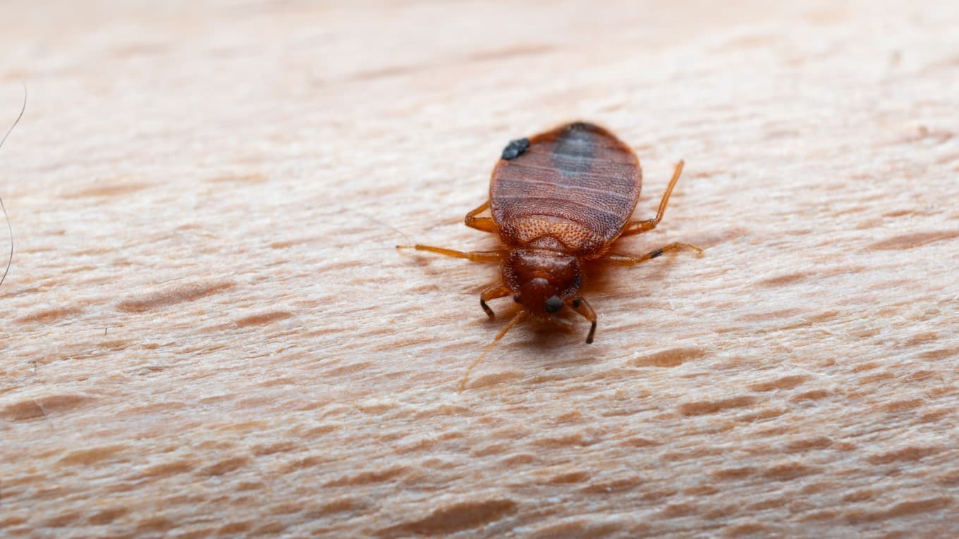 I biblioteket i kulturhuset i Handen i Haninge hittades vägglöss. Foto: Mehes Daniel/Shutterstock