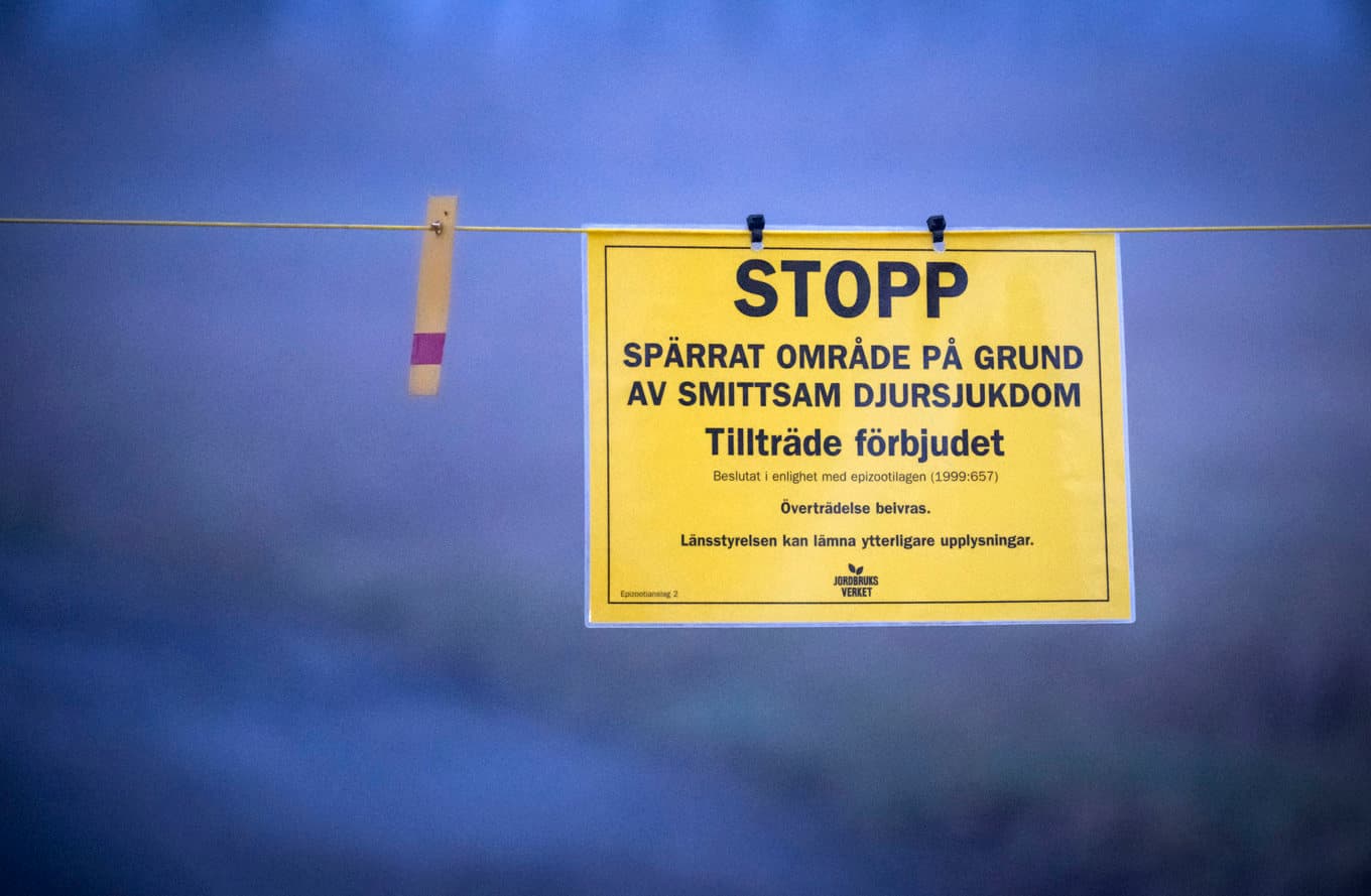 48 000 fåglar avlivas på en gård i Torsås kommun. Arkivbild. Foto: Johan Nilsson/TT