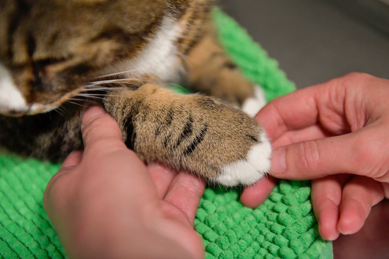 En katt på besök hos veterinären. Arkivbild. Foto: Jonas Ekströmer/TT
