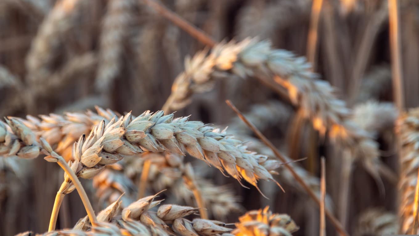 Livsmedelsverket föreslår att staten köper in flera flyttbara kvarnar till de nordligaste länen. Foto: Artur Łuczka