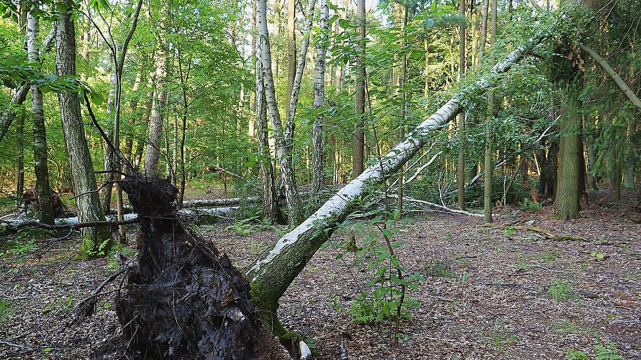 Fallet eller fällt? Foto: Leonhard Lenz/Wikimedia Commons