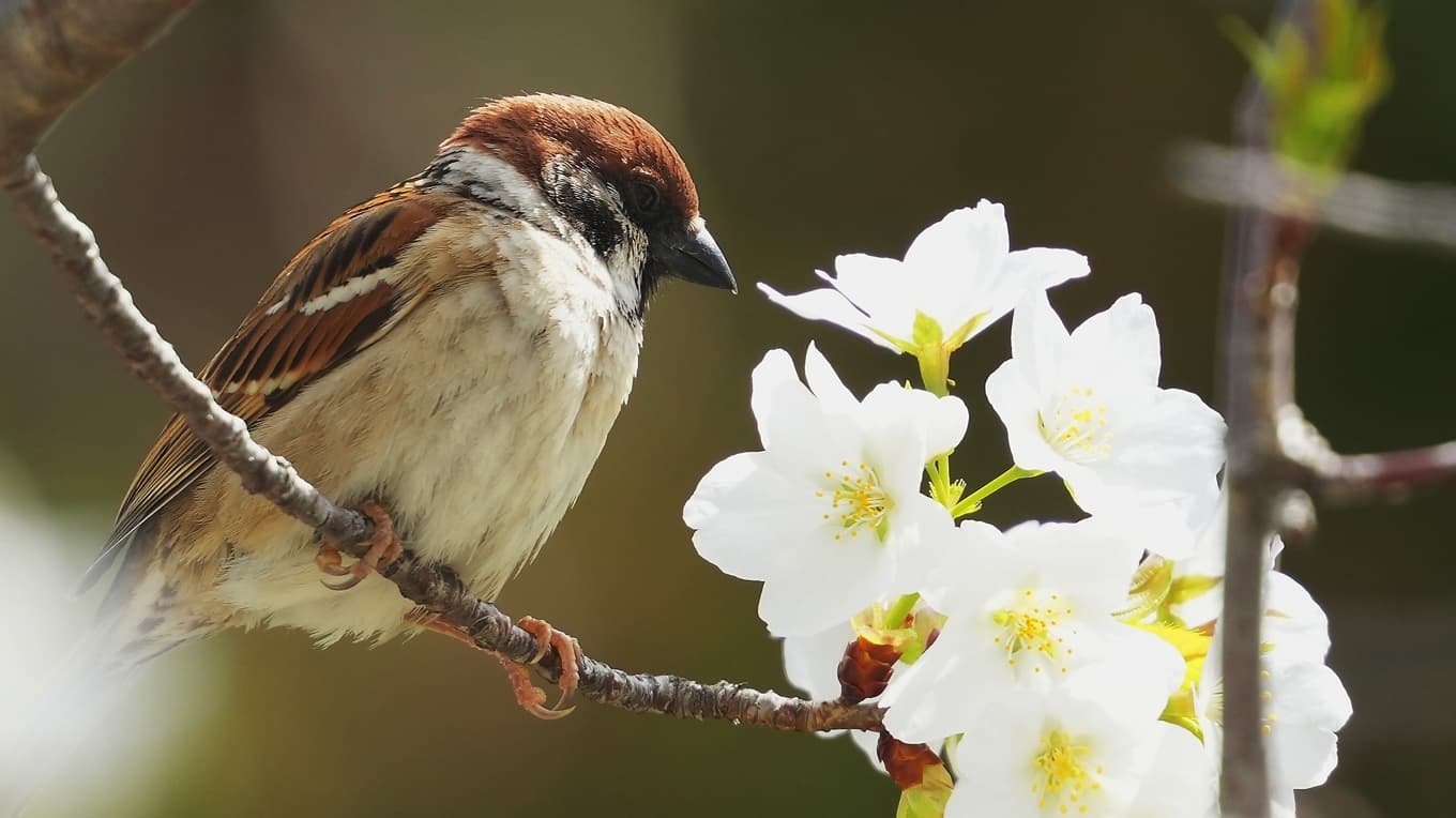 I Kina dödades pilfinkar eftersom de åt grödor, men de åt också gräshoppor. Våra lösningar är många gånger värre än problemen de försöker lösa. Foto: Matthewshutter/Shutterstock
