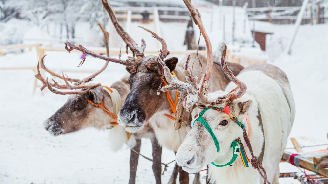 Renar. Foto: Lizavetta