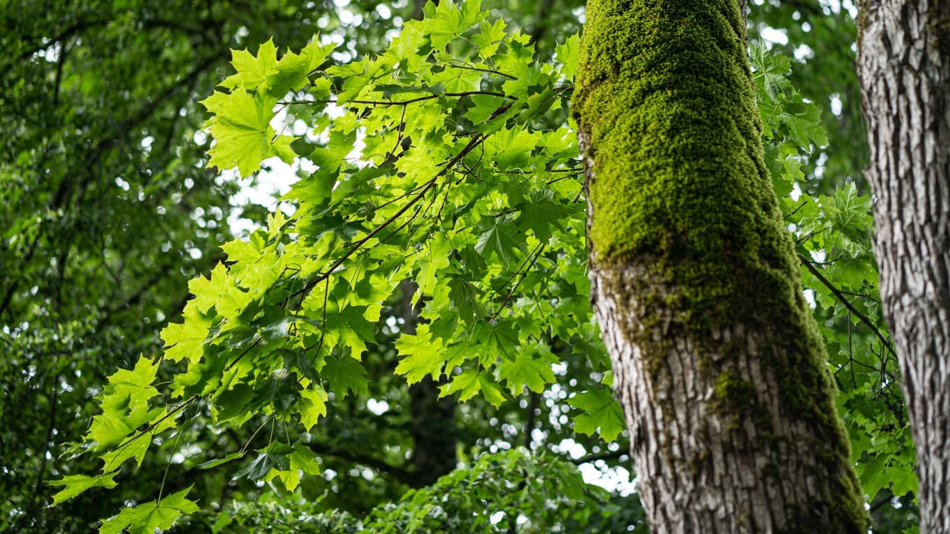 Att skydda urskogar och låta dessa återhämta sig är bra för miljön, konstaterar forskare i en ny studie. Sofia Drevemo