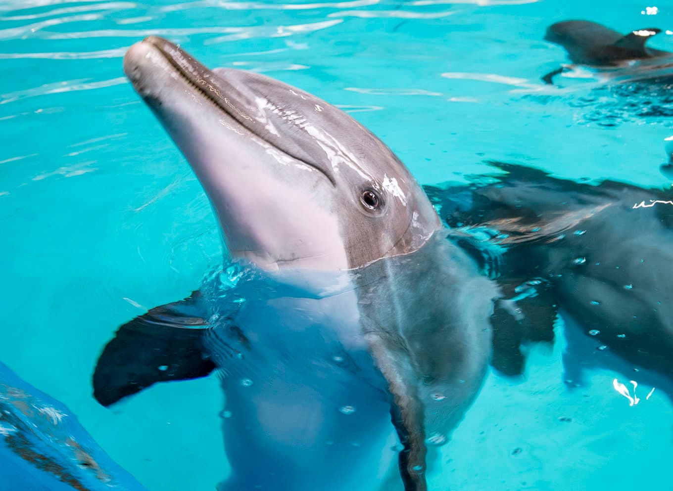 En delfin på Kolmårdens djurpark 2019. Foto: Stefan Jerrevång/TT