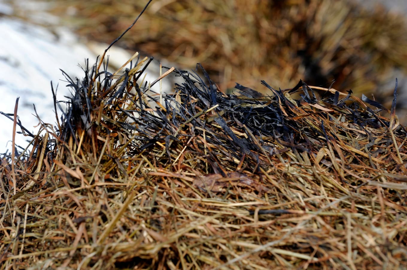 Bränt gräs. Arkivbild. Foto: Pontus Lundahl/TT