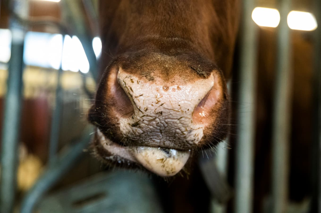 Åtalet mot de båda männen byggde på smygtagna filmsekvenser, som bland annat visade att mjölkkor blivit, slagna, stampade och hoppade på. Arkivbild. Foto: Berit Roald/NTB Scanpix/TT