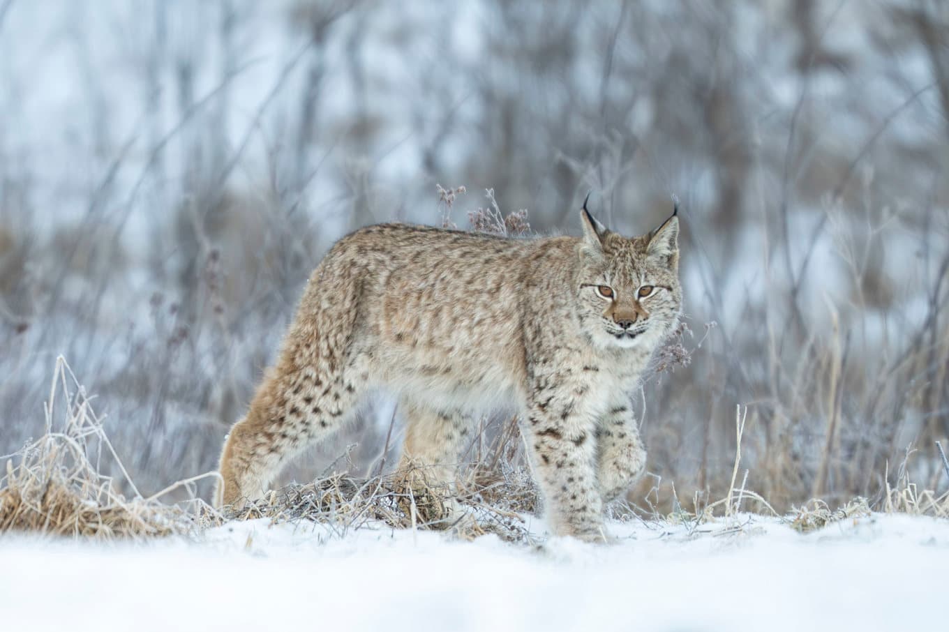 Frilevande lodjur fotat i Östergötland förra året. Foto: Mikael Fritzon / TT