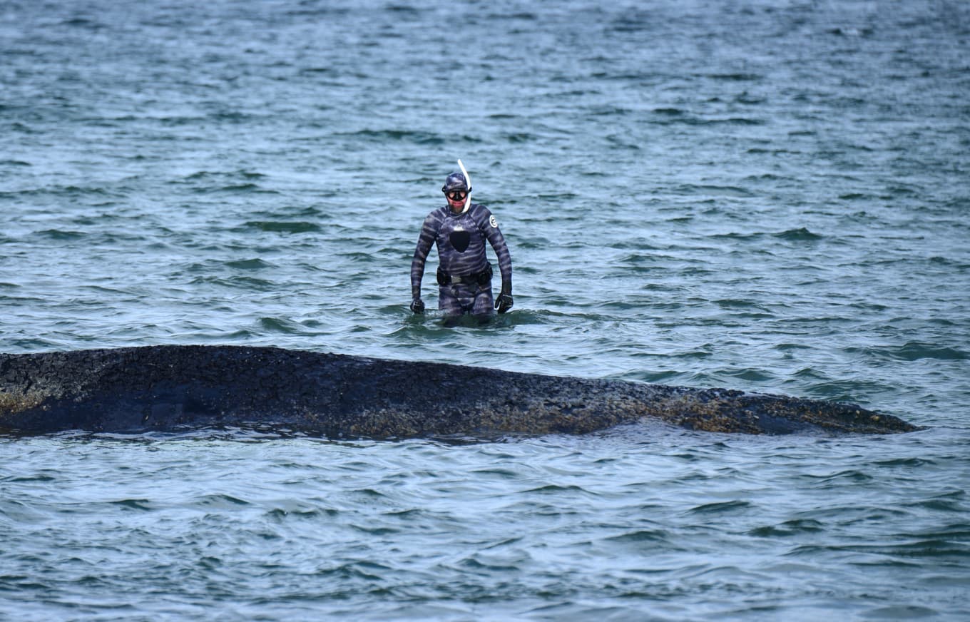 Biologen Robert Marc Lehmann undersöker den strandade knölvalen utanför Timmendorfer Strand i norra Tyskland i tisdags. Foto: Daniel Bockwoldt/DPA via AP/TT