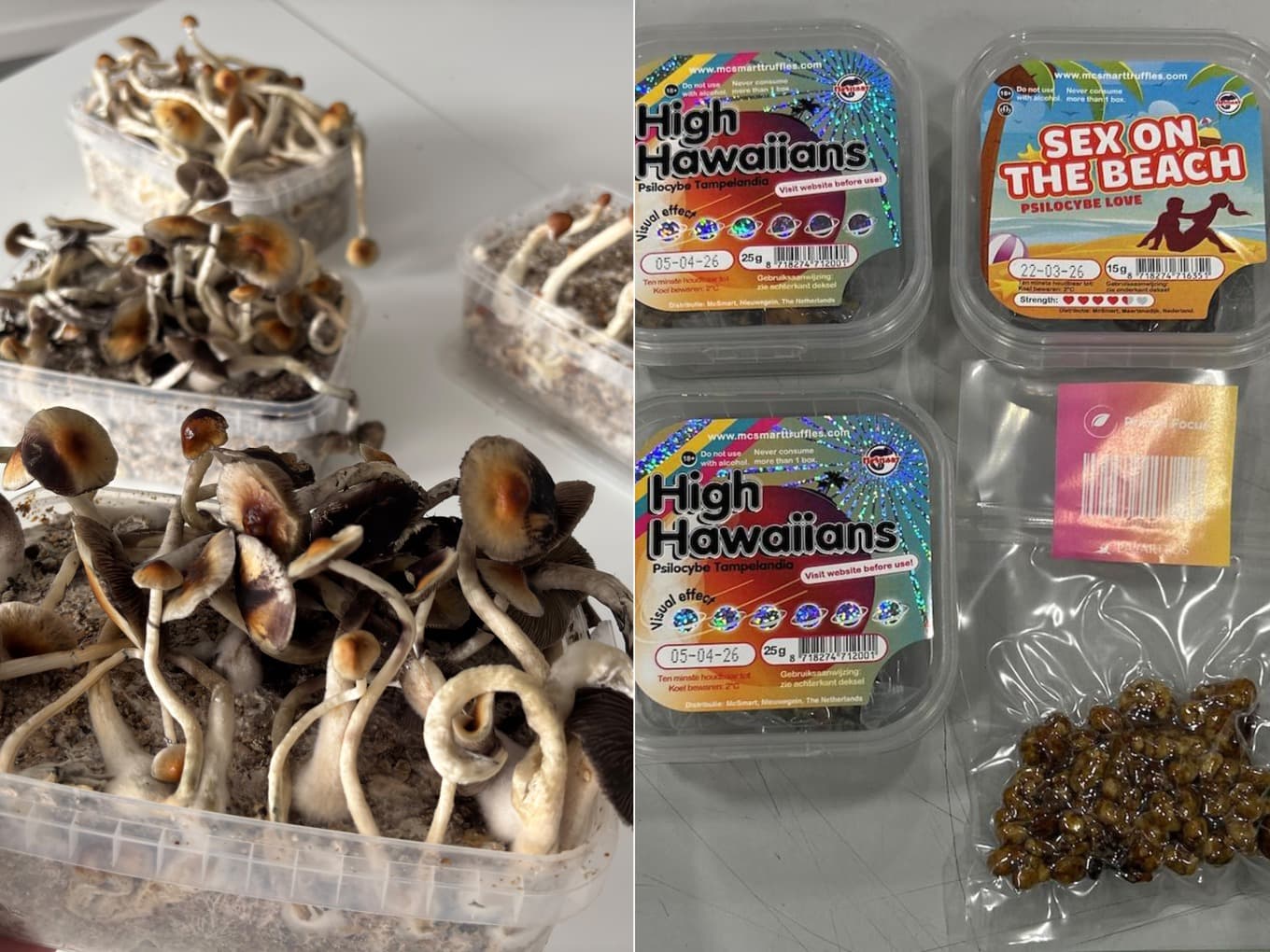 Bilder på narkotikaklassade svampar från Tullverkets beslag. Foto: Tullverket
