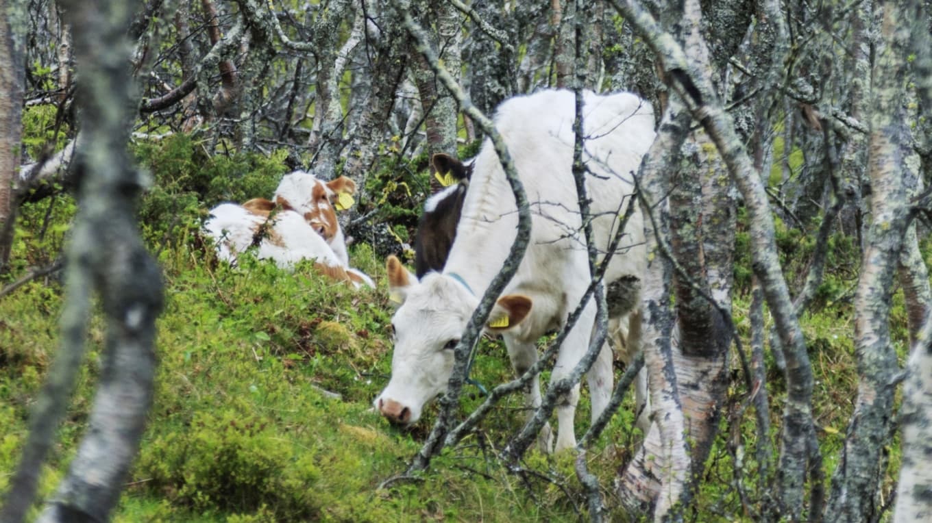 Jennie Tiderman-Österberg har gjort fältstudier på fäbodar under fyra år. Foto: Andreaze/Wikimedia Commons
