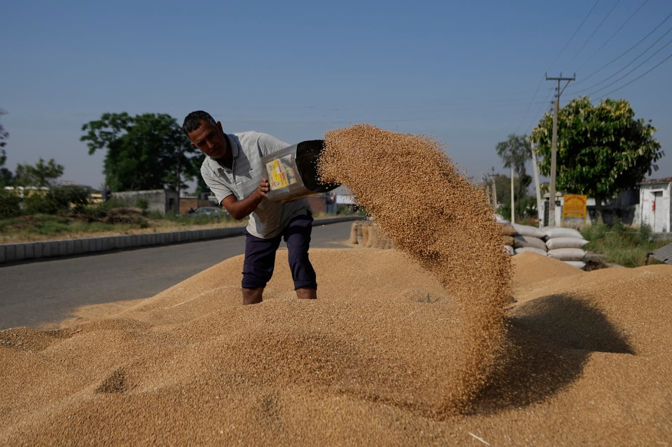 Vetepriserna stiger snabbt som en effekt av högre priser på gödsel och bränsle. Arkivbild Foto: Channi Anand AP/TT