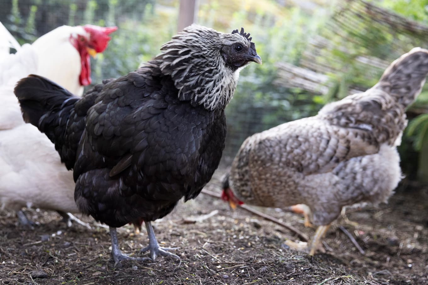 Upp till 1 500 dök upp på E20 under natten till onsdagen. Arkivbild. Foto: Mickan Mörk/TT