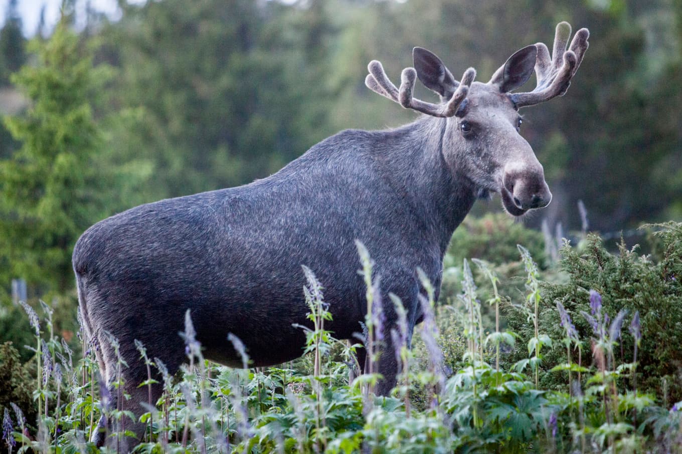 Att följa älgarnas vandring är populärt, även internationellt. Arkivbild. Foto: Paul Kleiven/NTB/TT