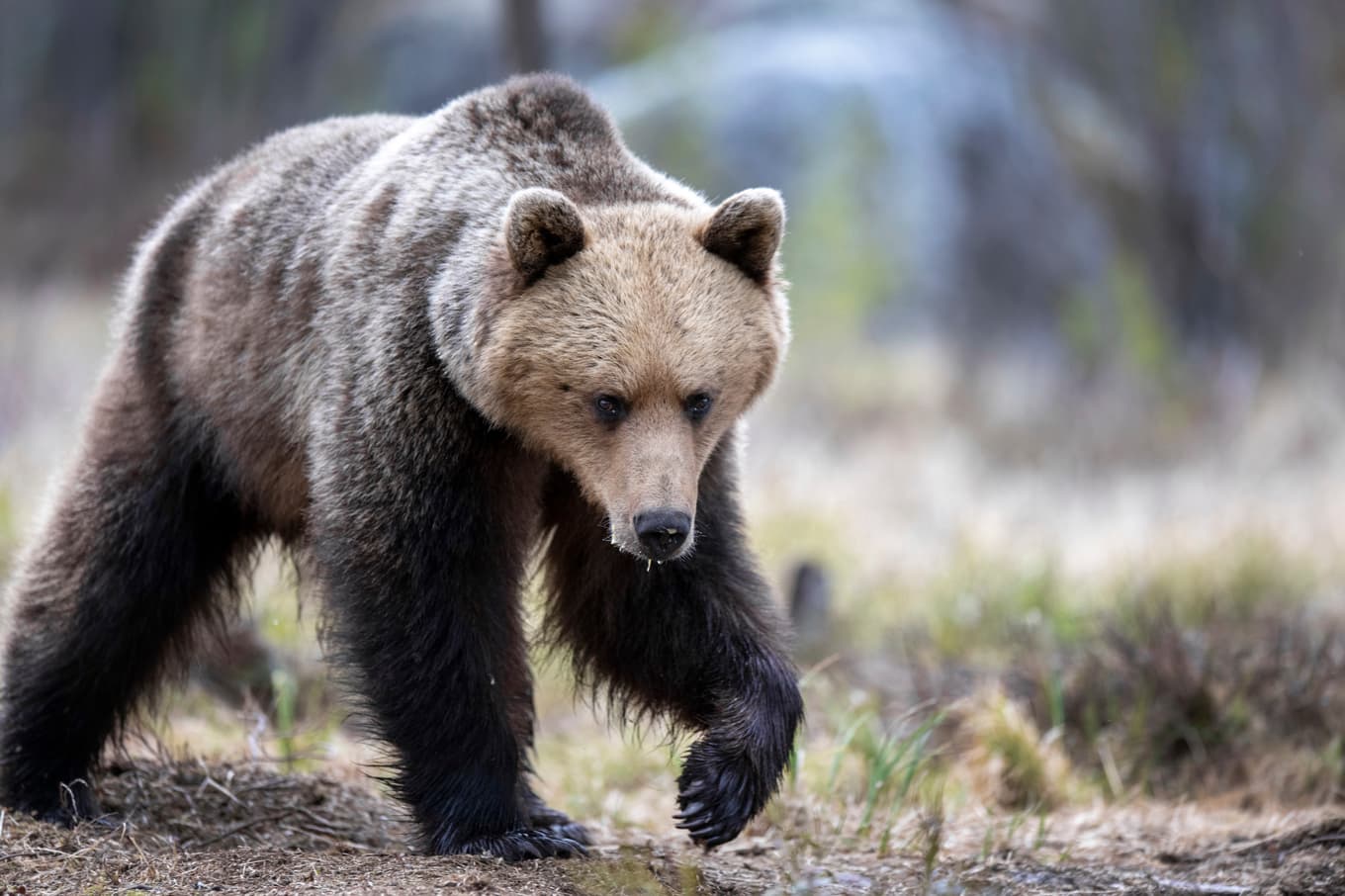 En björn gick till attack mot en man i Hälsingland. Arkivbild. Foto: Mikael Fritzon/TT