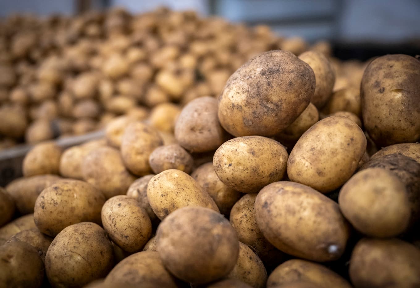 Färskpotatis. Arkivbild Foto: Johan Nilsson / TT