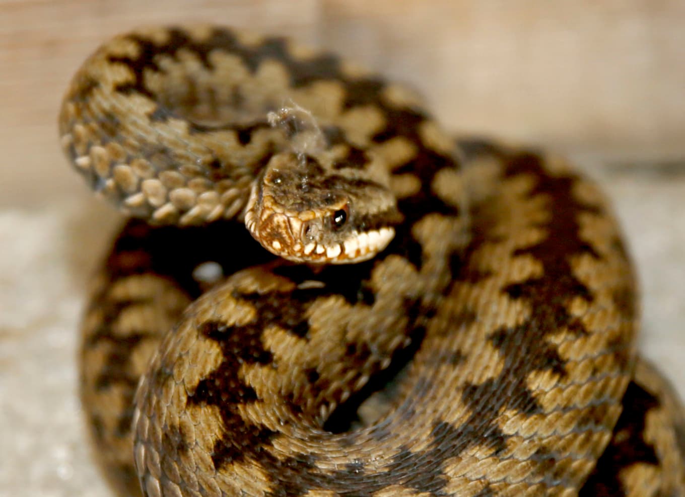 Huggormen kan få SFD. Nu vill SVA har hjälp av allmänheten för att hålla koll på sjuka och döda ormar. Foto: Terje Pedersen/NTB/TT