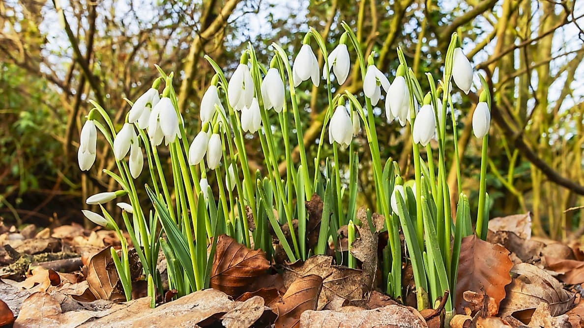 Snödroppar är ett tidigt vårtecken. Foto: Mike Peel/Wikimedia Commons