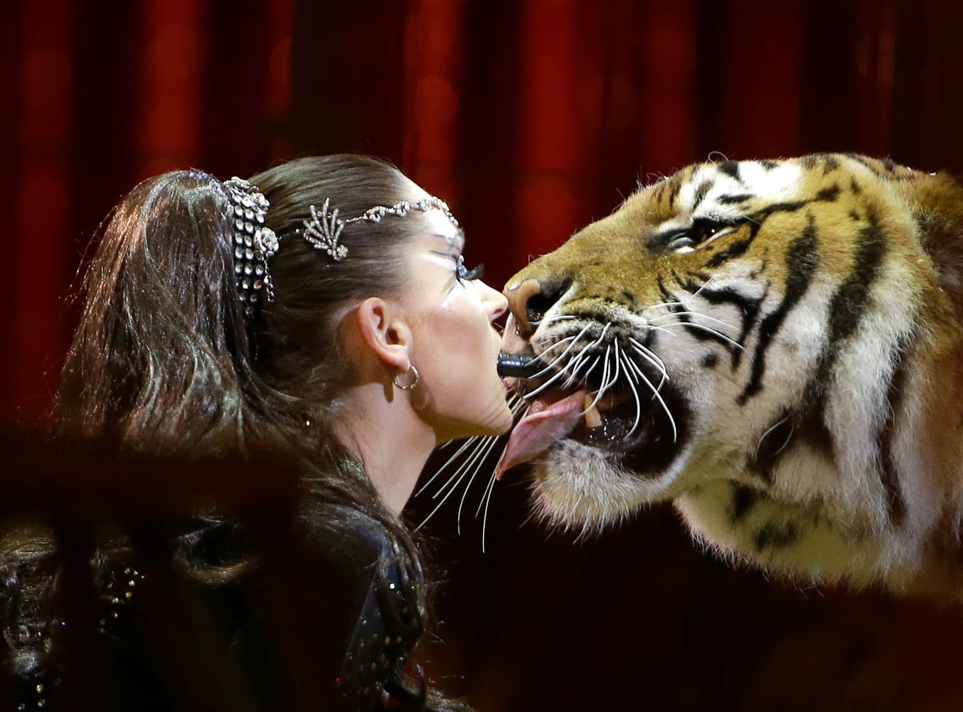 Tigern tros tillhöra Carmen Zander, som uppträder med dresserade tigrar. Arkivbild. Foto: Claude Paris/AP/TT