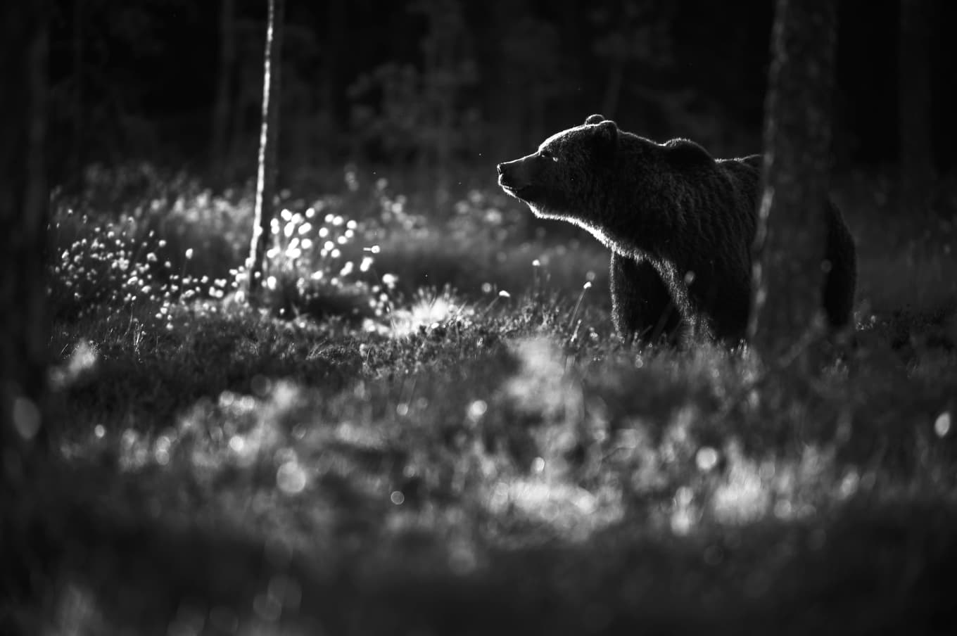 Efter timmar av tyst väntan i gömslet kan belöningen dyka upp: en björn. Foto: Frida Hermansson