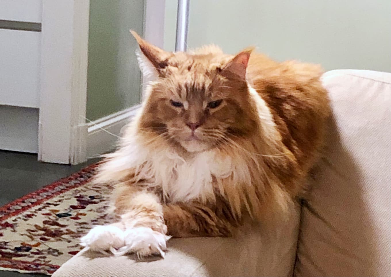 Bara om jag själv vill, säger katten. Foto: Arne Nilsson
