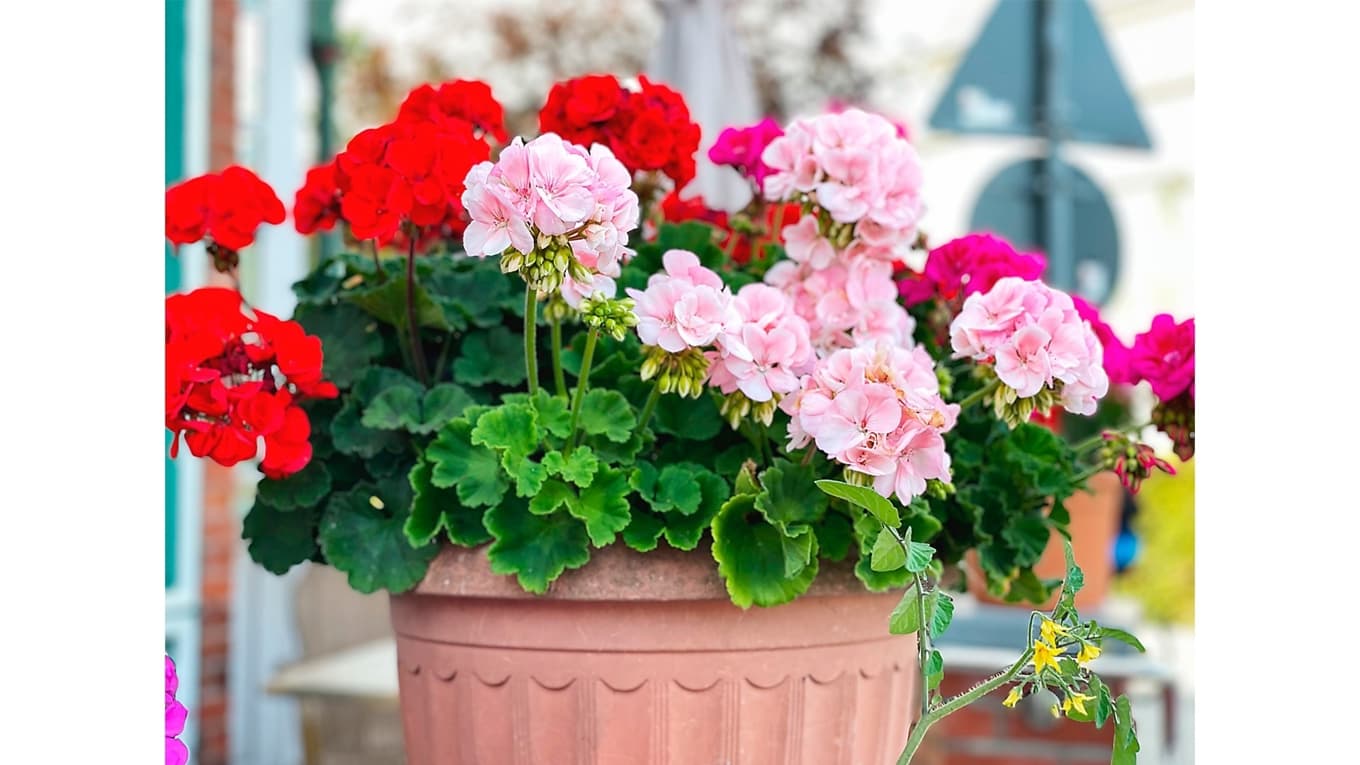 Pelargonen blev populär i Sverige i början av 1900-talet, samtidigt som demokratin fick sitt genombrott, skriver kåsören. Foto: Lapa Smile/Shutterstock