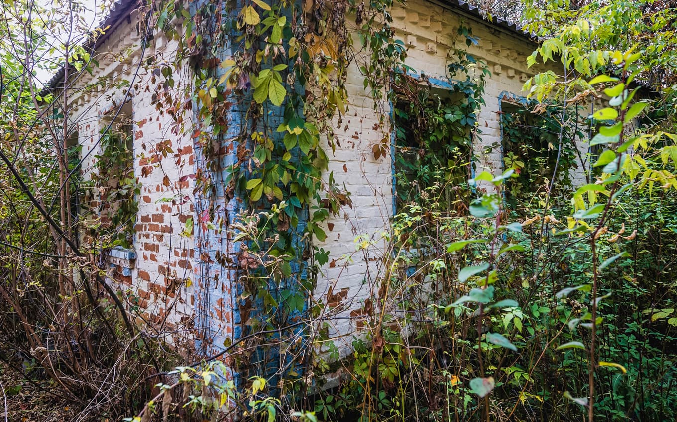 Skog och annan växtlighet bryter allt längre in i bostäderna i Tjernobylzonen, skriver Heimerson. Foto: Fotokon/Shutterstock