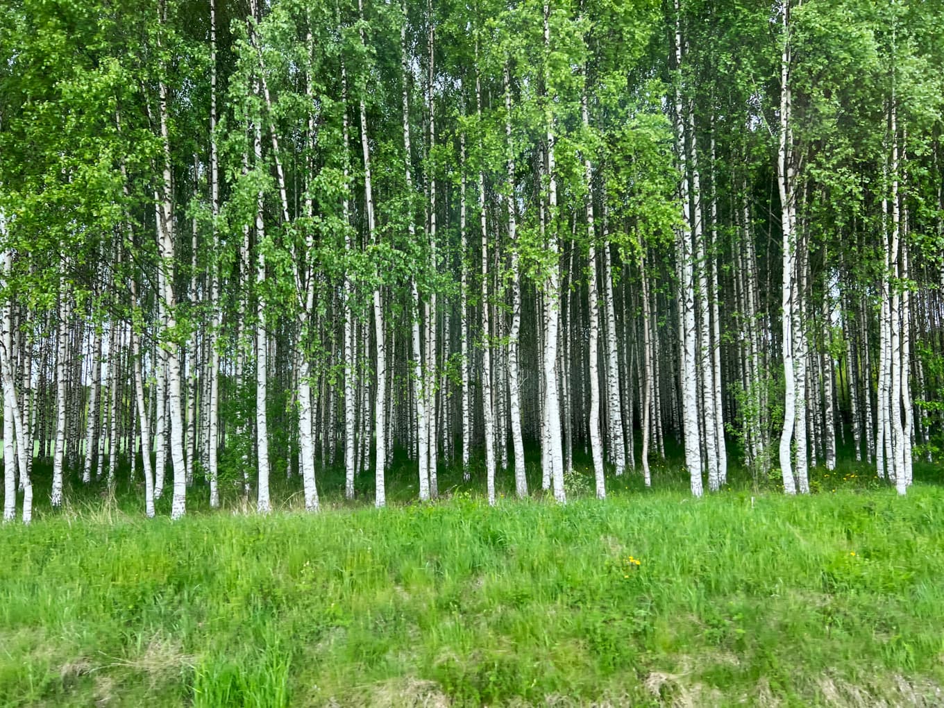 Det kan vara svårt att se skogen för alla träd. Foto: Sofia Drevemo