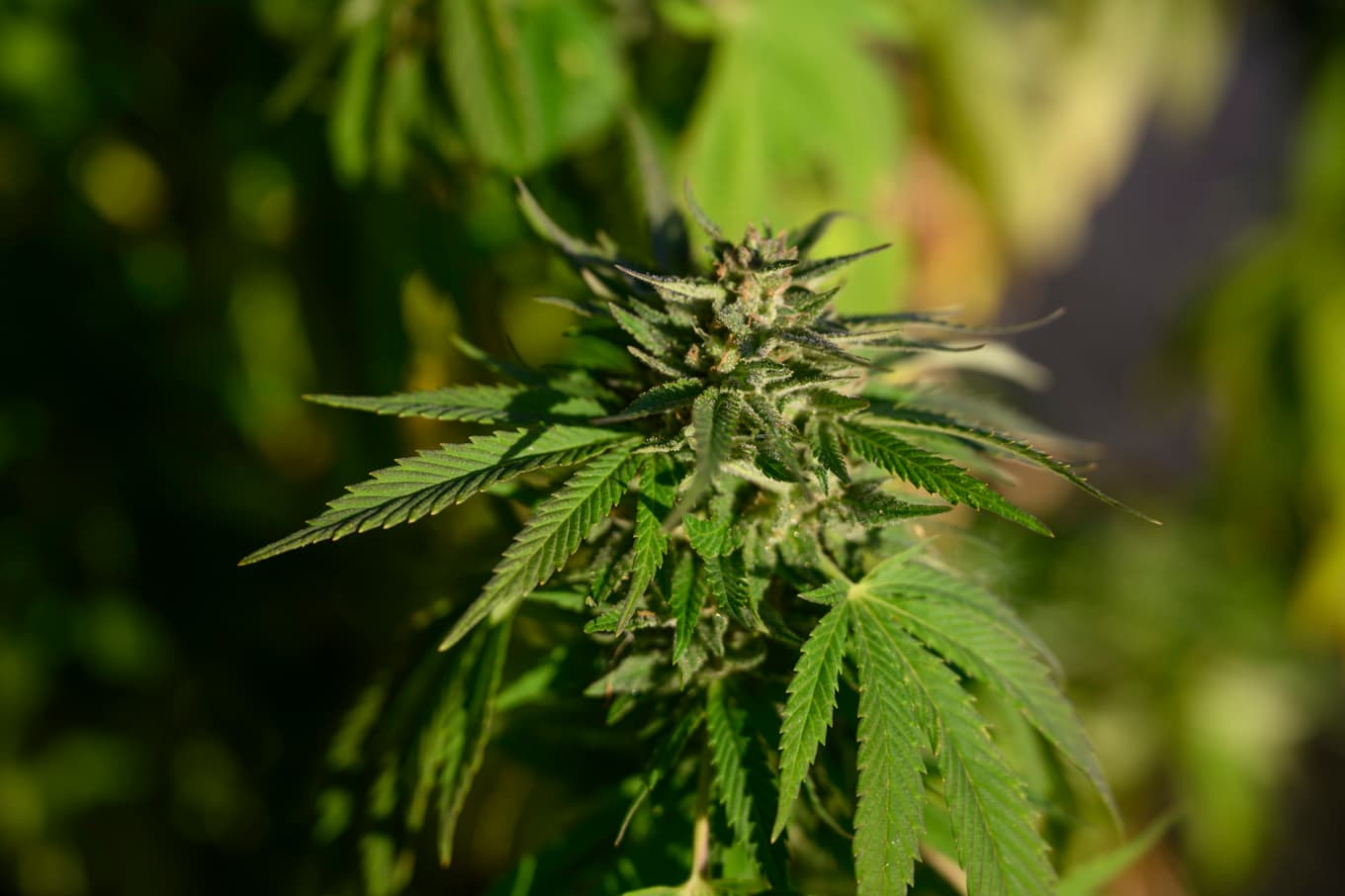I en industribyggnad på en ort utanför Helsingborg hittades en storskalig cannabisodling. Arkivbild. Foto: Henrik Montgomery/TT
