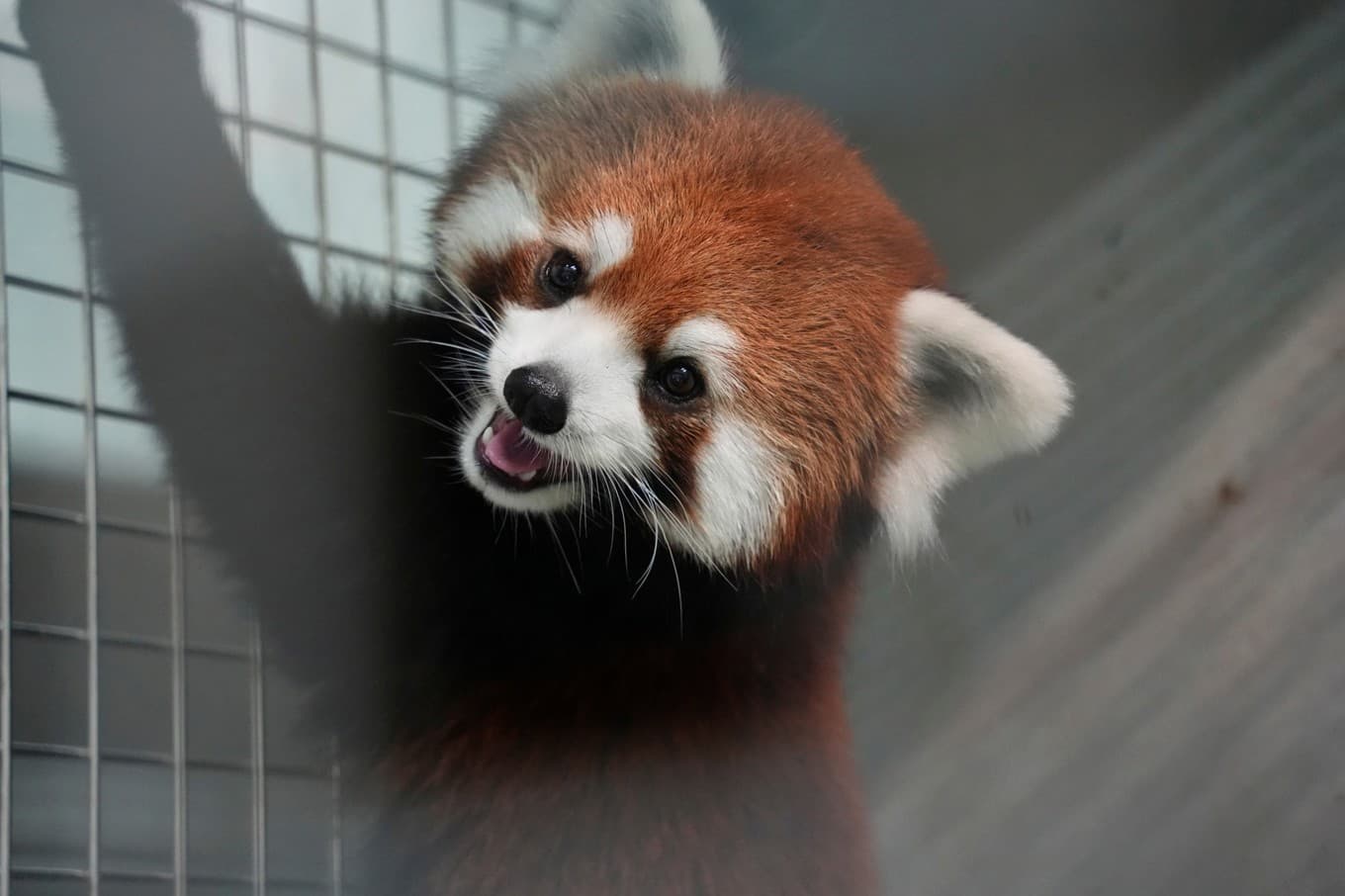 Den tvååriga i det kattbjörnspar som en djurpark i Taipei mottagit från Kina. Foto: Taipei City Zoo via AP/TT