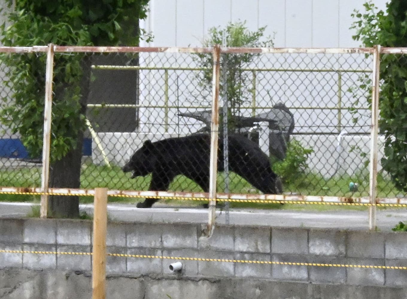 Bild på en annan björn som nyligen löpte amok i Fukushima. Foto: AP/TT