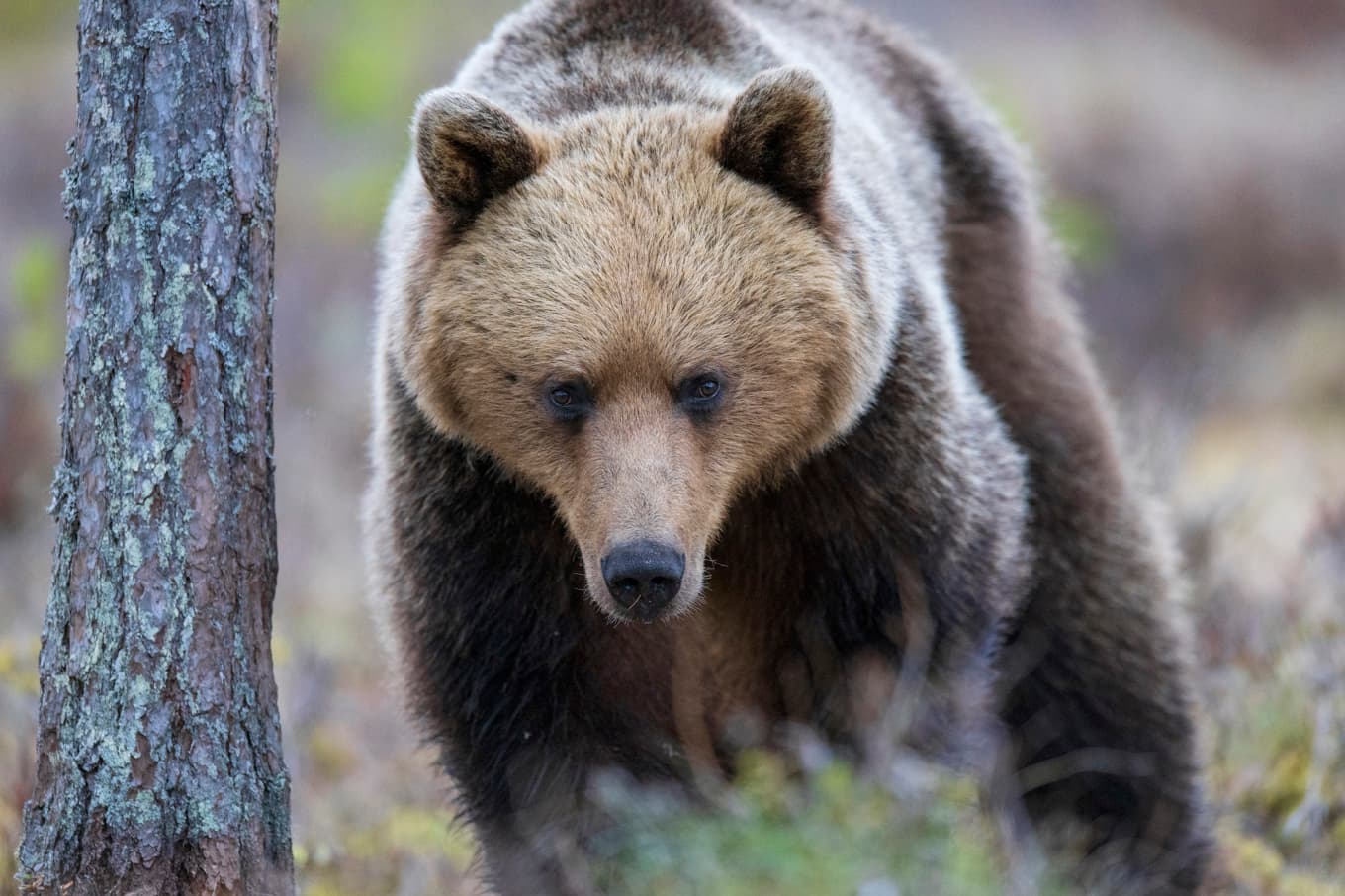 Årets tilldelningar i licensjakten på björn är beslutade i de sju nordligaste länen. Arkivbild. Foto: Mikael Fritzon/TT