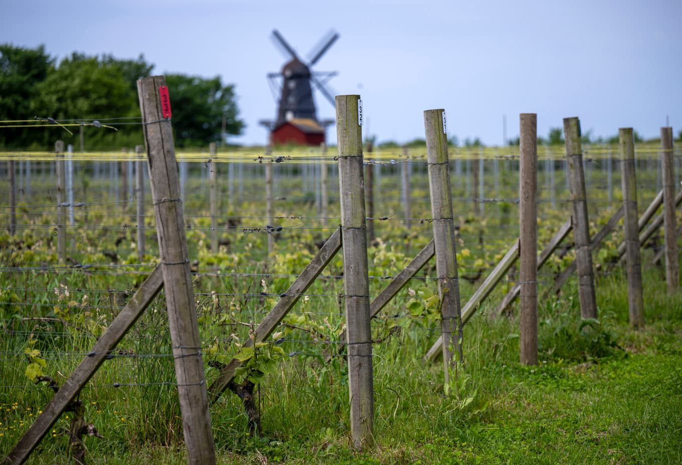 Svenska vingårdar blir fler och intresset för svenskt vin ökar. Ett forskningsprojekt undersöker nu hur svenska vingårdar kan bli en attraktiv vindestination. Arkivbild. Foto: Johan Nilsson/TT