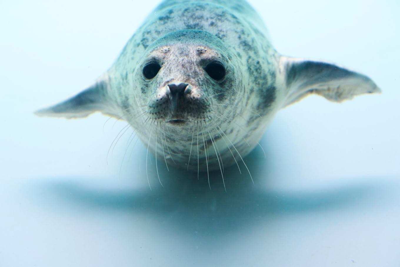 Sälar hör bra såväl på land som under vatten. De är de enda däggdjur som har den förmågan. Arkivbild. Foto: Peter Dejong/AP/TT