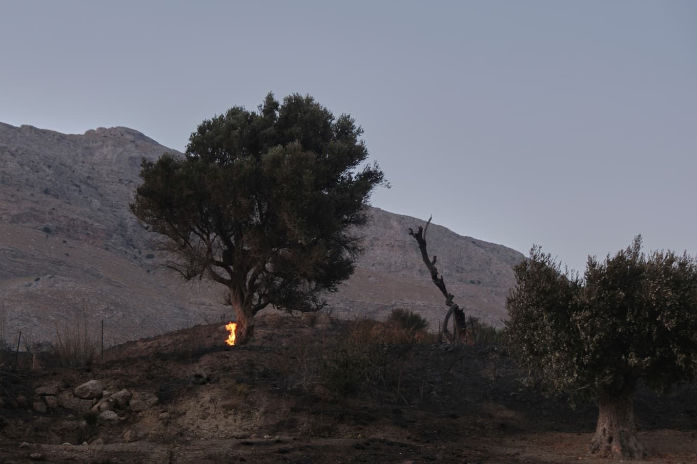 Ett olivträd som brinner på den grekiska ön Kreta. Bilden är från i onsdags. Foto: Giannis Angelakis/AP/TT